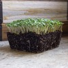 Yellow Mustard Microgreens Seeds - 25 Lb Bulk ~4.8M Seeds