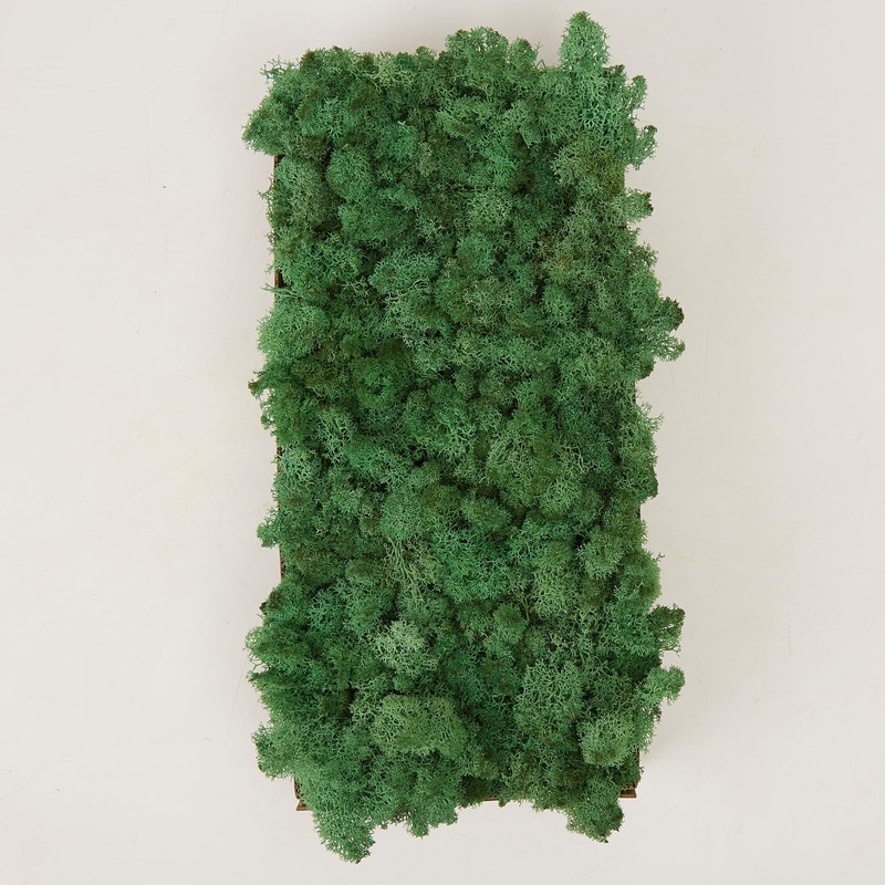 prefleur prefleur Preserved Reindeer Craft Moss Natural Green DIY Kit