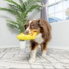 SPOT Fun Candy - Whimsical Funny Dog Squeak Toy -