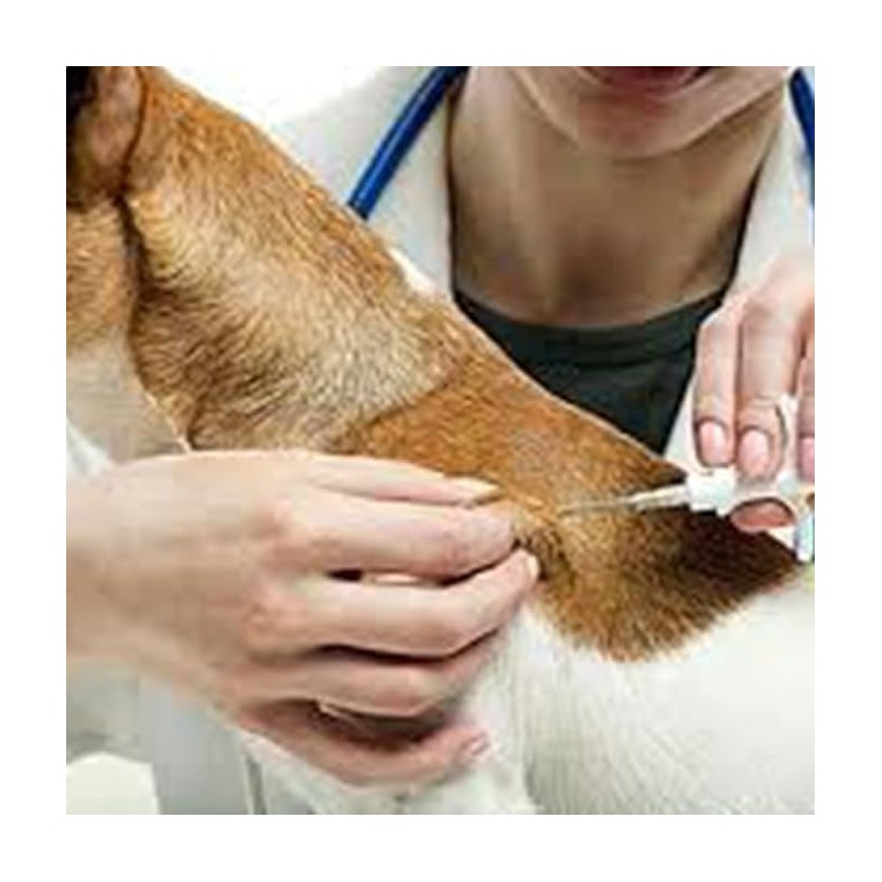 TAEING Pet Microchips, 134.2 kHz Microchip for Pets, Microchip Kit