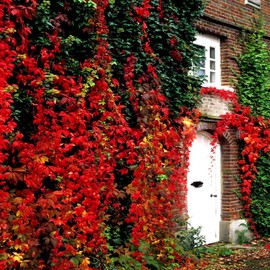 25 Seeds Virginia Creeper Vine | Parthenocissus quinquefolia Fast Hardy Climber Plant Seeds