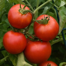 Tomato Seeds - Early Girl (Bush) - Packet - Vegetable Seeds, Hybrid Seed Easy to Grow & Maintain, Fast Growing, Culinary