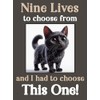 Black Cat Kitten funny flexible fridge magnet gift