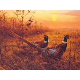 Marc Hanson - First Alert - Ring Necked Pheasant