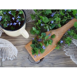 Spice's Seeds and Plants DRIED Glechoma hederacea/Grou