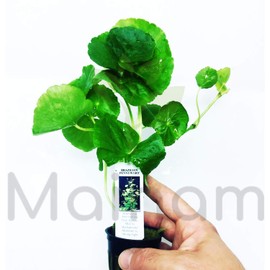 Mainam Hydrocotyle Leucocephala Potted (Brazillian Pennywort) Freshwater Live Aquarium Plants Decoration
