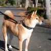 AIBPET Dog Collar, Soft, Lightweight, For Small Dogs, Training, Breathable,