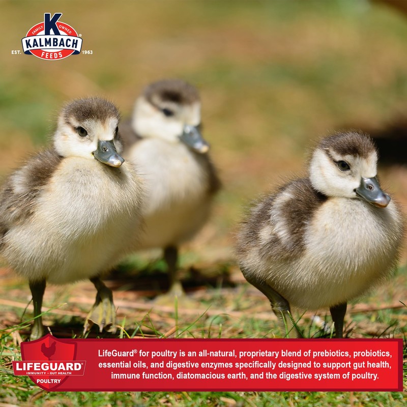 Kalmbach Feeds 20% Flock Maker Crumbles for Mixed Flocks of