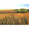 1000 Indiangrass Indian Grass Seeds Native Prairie Wildflower Clumping Ornamental