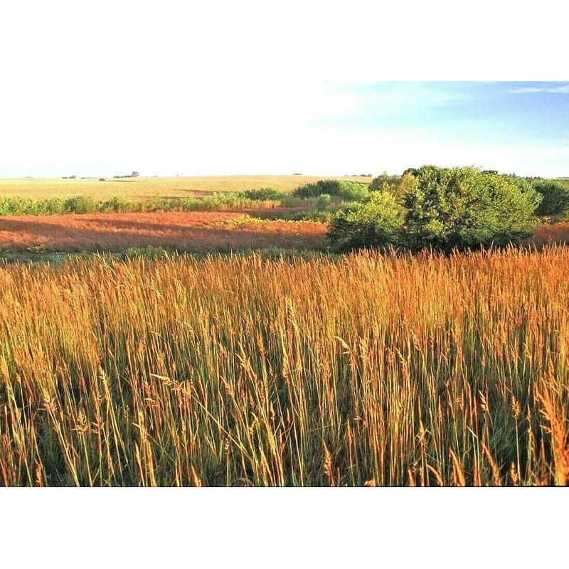 1000 Indiangrass Indian Grass Seeds Native Prairie Wildflower Clumping Ornamental