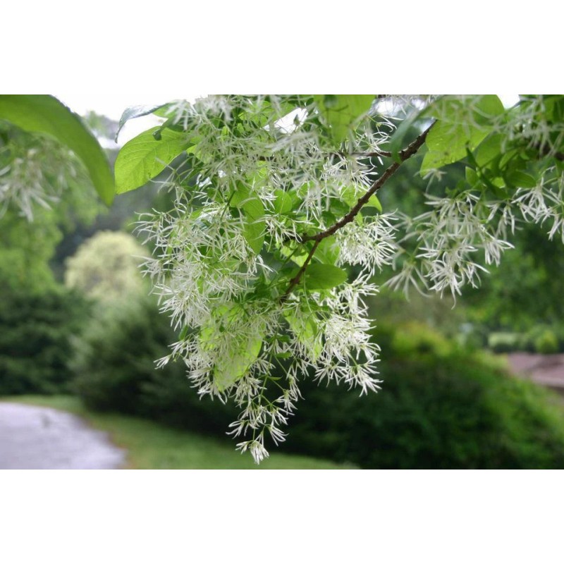 Tree White Fringe Tree/Shrub - 6-12" Tall Live Plant, Qt
