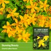 St. John's Wort Seeds for Planting - 5 Packets with