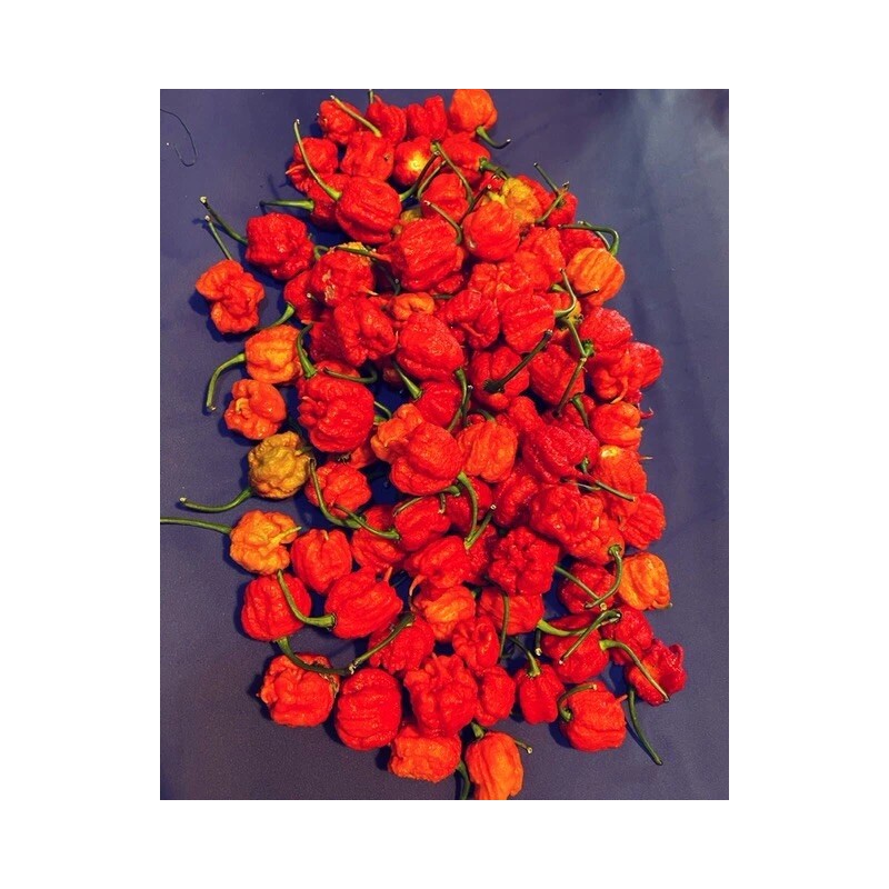 Superhot Seeds 50+ Random SUPERHOT Pepper Seeds. Over 20 Different