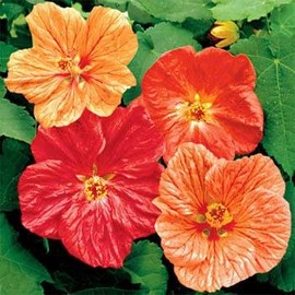 Outsidepride Abutilon Seeds Mix - 1000 Seeds