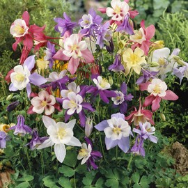Outsidepride 1000 Seeds Perennial Aquilegia Caerulea Columbine Garden Flower Mix