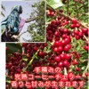 Coffee, Raw Beans, Mocha, Ilgachev, Natural G1, Ethiopia, Galaxy Coffee