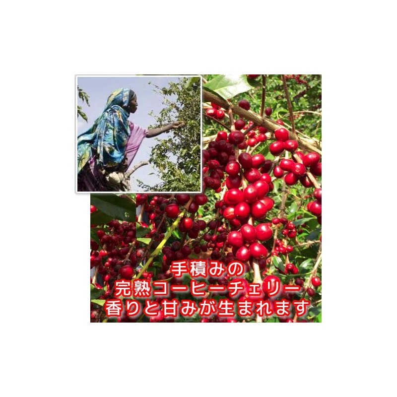 Coffee, Raw Beans, Mocha, Ilgachev, Natural G1, Ethiopia, Galaxy Coffee