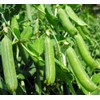 30 Early Frosty Pea Seeds for Planting Heirloom Non GMO
