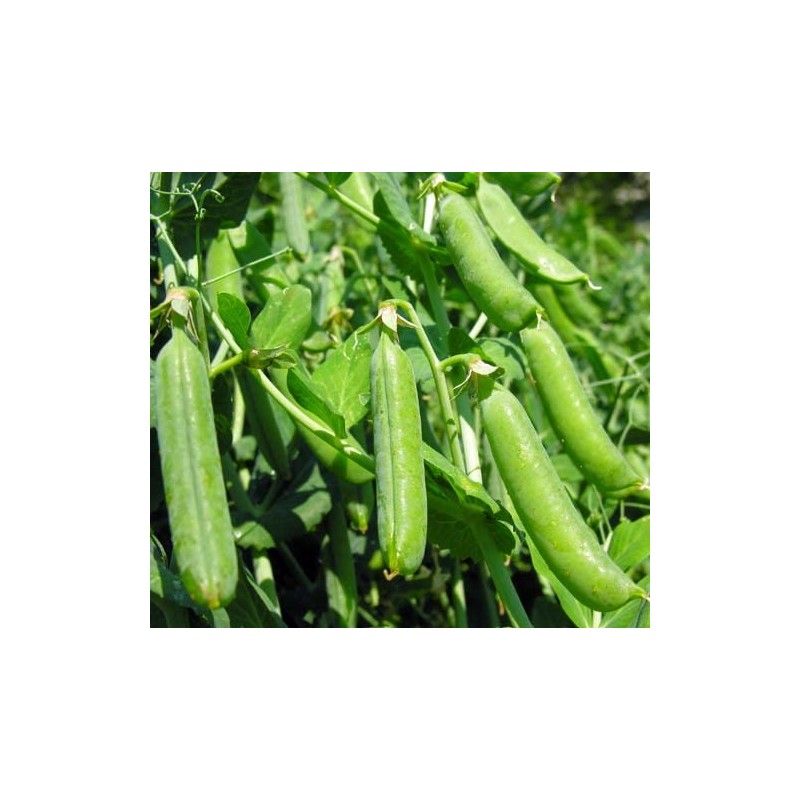 30 Early Frosty Pea Seeds for Planting Heirloom Non GMO