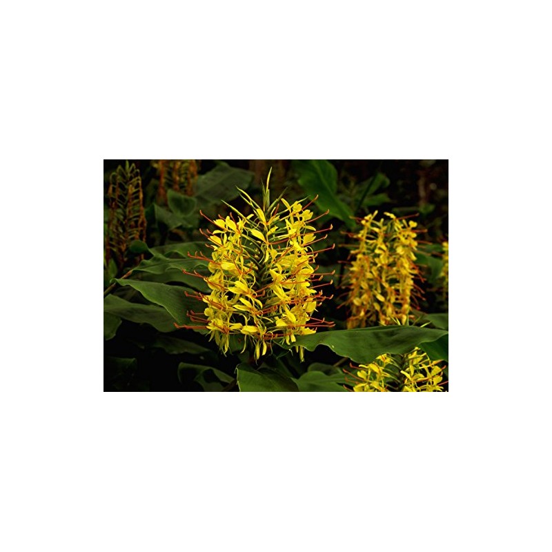 Hawaiian Yellow Kahili Ginger Plant Root ~ Grow Hawaii