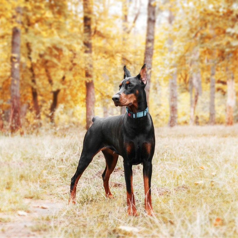 haapaw 2 Packs Martingale Dog Collar with Quick Release Buckle