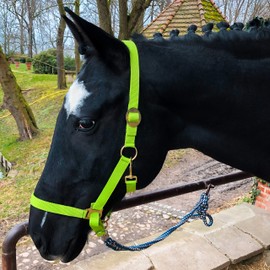 Halter for Horses Warmblood, Thoroughbred, Cold Blood - Stable Halter, Pasture Halter, 2 Adjustable Positions on Chin Strap and Headpiece, Safe and Tear-Resistant (Light Green, Warmblood (Full))