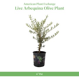 American Plant Exchange American Plant Exchange Live Olive Tree, Arbequina C Real Fruiting, Edible Indoor/Outdoor Houseplant C Medium 7.5-Inch Pot, Perfect for Home, Office, Patio & Garden Dcor