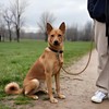OOPSDOGGY Rolled Leather Dog Lead 6ft Heavy Duty Training Leash