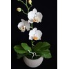 Handmade Orchid Pot (Phalaenopsis) | White Orchids with Yellow Pistils