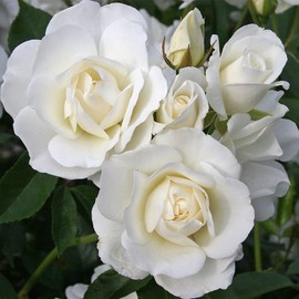 Heirloom Roses Rose Plant - Iceberg® White Rose Bush, Shrub Rose Live Plant for Planting Outdoors