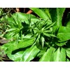 Recao, Culantro, Cilantro ancho, Mexican Coriander (Eryngium foetidum) 200++ Qty