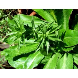 Recao, Culantro, Cilantro ancho, Mexican Coriander (Eryngium foetidum) 200++ Qty Seeds Pack