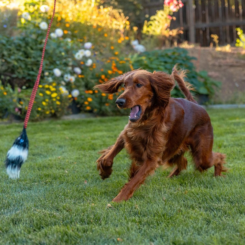 Outward Hound Tail Teaser Interactive Dog Wand Toy with Squeaky