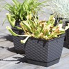 Prosper Plast DRLK250-7529U 25 x 25 x 22 cm "Ratolla"