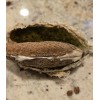 Giant Milkweed Seeds 10 Calotropis Gigantea Seeds/ Giant Purple Mlkweed