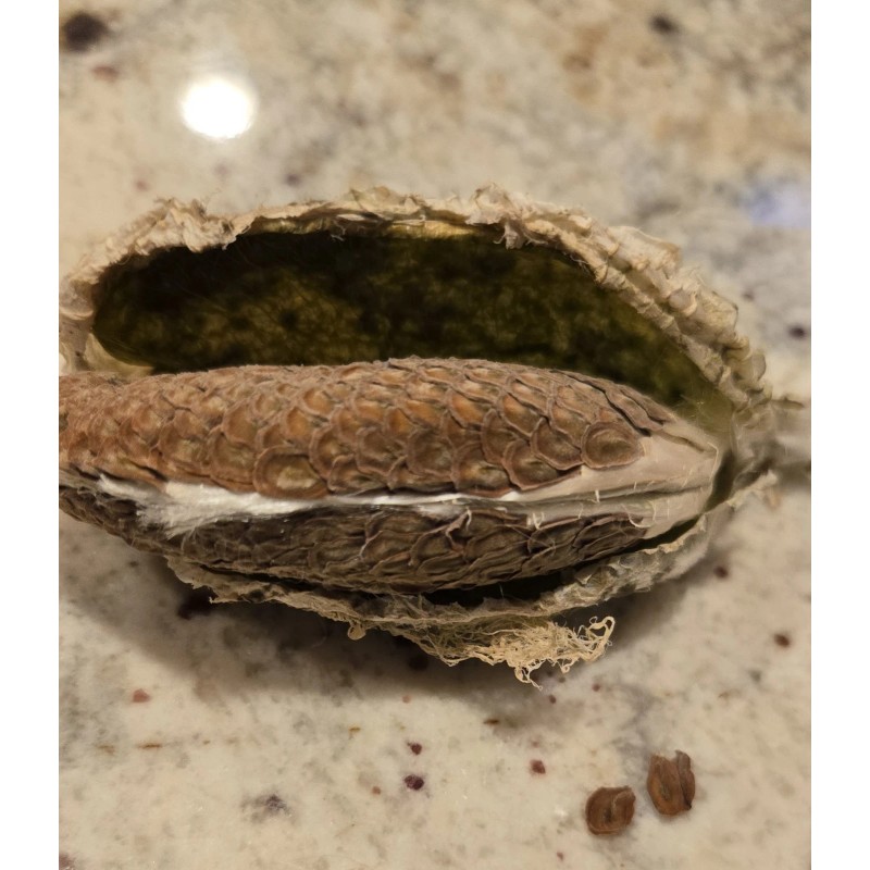 Giant Milkweed Seeds 10 Calotropis Gigantea Seeds/ Giant Purple Mlkweed