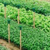 Kungfu Mall 48Pcs Garden Bamboo Caps Green Rubber Cane Caps