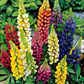 200+ Russell Lupine Mixed Colors Seeds - PERENNIAL --- Hummingbirds & Bees Love