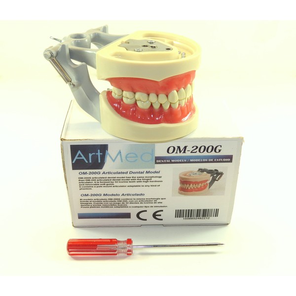 Dental Typodont Articulated Model 200G Anatomy Model Removable Teeth Type Kilgore Nissin ARTMED