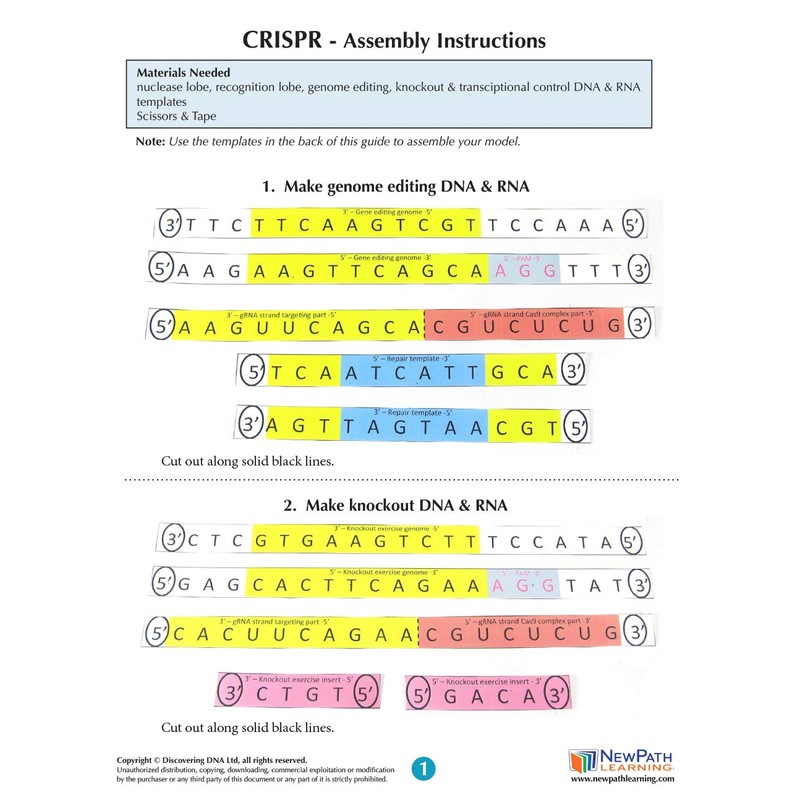 CRISPR 3-D Model - Individual Student Edition (17-7717)