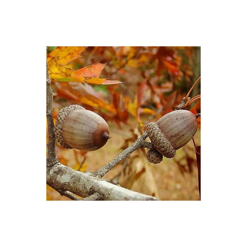 Generic Shumard Oak, Shade Tree, Ample Size, Drought Resistant, Acorn