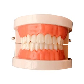 ULTECHNOVO Standard Teeth Supplies for Oral Education for Preschoolers to Learn Brushing and Flossing Techniques