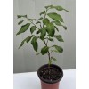 Longan 1 Longan Dimocarpus Tree With Pot 12” Dragon Eye