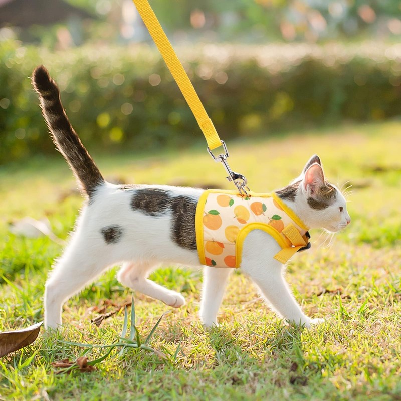 BINGPET Cat Harness with Leash Escape Proof - Fashionable Mesh