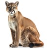 Cougar - Life Size Cardboard Cutout Standup People with Support
