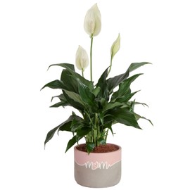 Costa Farms Peace Lily Live Plant, Decor Ready Houseplant with Flowers - 1 Foot Tall - Easy to Grow Blooming Plant in 6-Inch Flower Pot | Birthday Gift | Room Decor, Home Decor