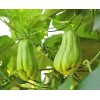 Chayote Plant 1 Chayote Squash Plant 8” With Pot Mirliton
