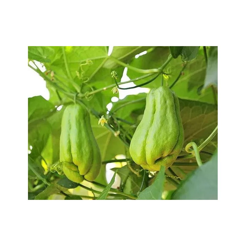 Chayote Plant 1 Chayote Squash Plant 8” With Pot Mirliton