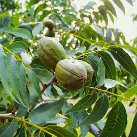 TomorrowSeeds - Pecan Tree Seeds - 18+ Count - for 2025 Planting Carya Illinoensis Illinois Nut Pecans Buttery Edible Texas American Hickory Native Perennial Trees Grow Your Own Home Farm Patio