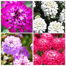 2000+ Perennial Mixed Candytuft Flower Seeds to Plant Outdoor-Evergreen Iberis Amara Ground Cover Plant Garden Home
